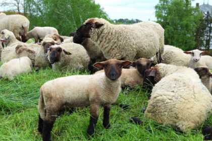 We Are Sheep ... and That’s the Problem!