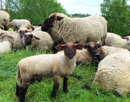 We Are Sheep ... and That’s the Problem!